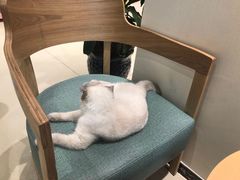 -藏猫猫咖啡主题馆(中央大道店)