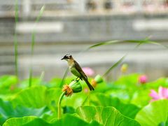 -莲花池公园