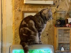 -海边的猫和咖啡馆
