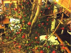 Cafe&nbsp;Alice-Cafe Alice咖啡爱丽丝(奥城店)