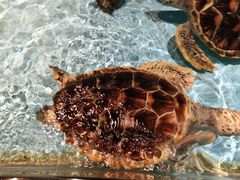 -芜湖新华联大白鲸海洋公园