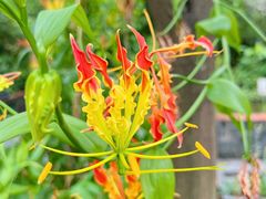 -广州神农草堂中医药博物馆