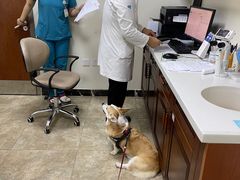 -美联众合动物医院·24h转诊中心