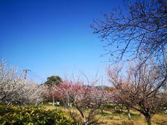 -林屋梅海青梅保护基地
