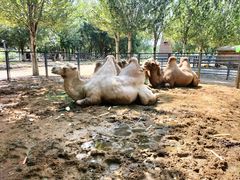 -长白岛森林公园