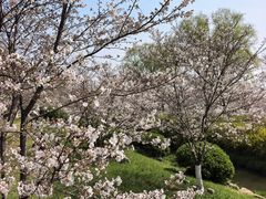-羊山湖公园