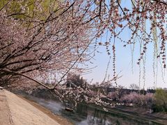 -桃花堤公园