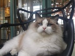 -喵屿·大理花园猫咖