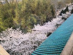 -武汉大学-樱园