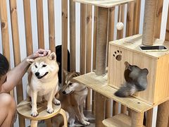 -柴迷FANS CLUB·柴犬狗咖·猫咖