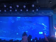 -烟台海昌鲸鲨海洋公园