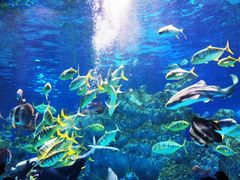 -芜湖新华联大白鲸海洋公园