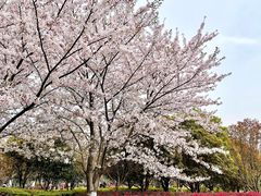 -高东镇樱花园