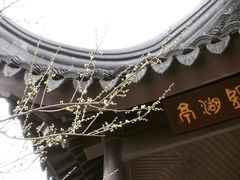 -香雪海