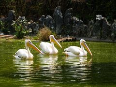 -云南野生动物园