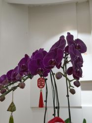 -JUVA欧华医美连锁