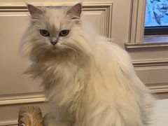 -帕帕拉兹宠物(亚洲旗舰店)