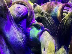 -太平洋海底世界