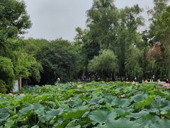 -莲湖公园