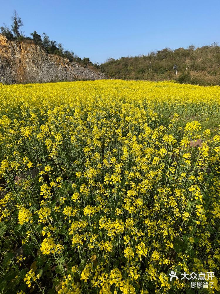 地塘花的图片图片