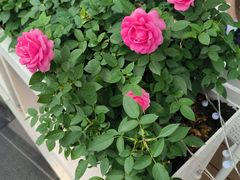 -哈根达斯(龙湖时代天街店)