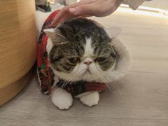 -瞄一喵猫咖(格力海岸店)