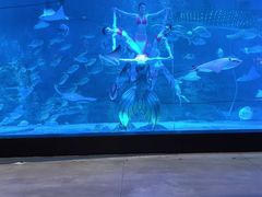 -烟台海昌鲸鲨海洋公园