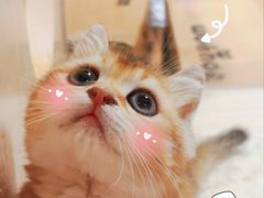 -屋虎猫馆(宝安大仟里店)
