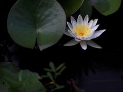 -东平国家森林公园