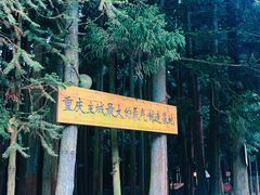 -武陵山森林公园