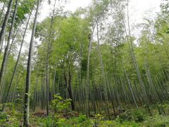 -潜山国家森林公园