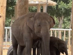 -石家庄市动物园