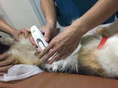 B超-美联众合动物医院·24h京西诊疗中心