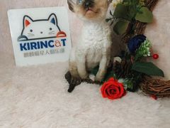 -十年猫舍·猫咪专门店(普陀店)