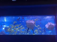 -重庆欢乐海底世界