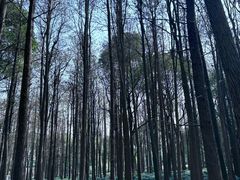 -上海共青森林公园