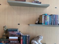-飞行喵MR PILOT|猫舍·猫咖(静安大融城店)