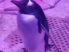-暹罗海洋世界