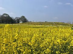 -三圣花乡旅游区