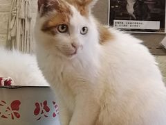 -平行世界·猫咖(首经贸店)