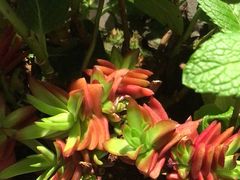 -花锦堂·隐庐