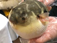 -肆月河豚·新淮扬(金融街店)