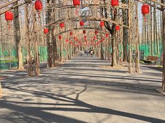 -东平国家森林公园