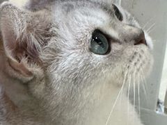 -三花喵·撸猫购宠·宠物生活馆(虹桥南丰城店)