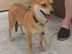 -艾贝尔宠物医院·宠保定点·超声绝育·免疫点(樱花路店)