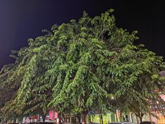 -胡仕光陵水酸粉