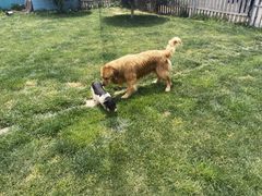 -趣玩宠物乐园寄养训犬训狗游泳池