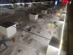 -青岛贝壳博物馆