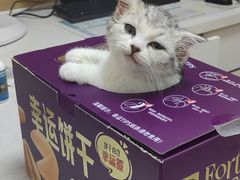 -瑞派康怡24h宠物医院·犬猫医疗中心·微创绝育(瑞景分院)