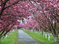 -西部兰花园生态园